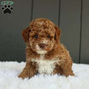 Archie, Miniature Poodle Puppy